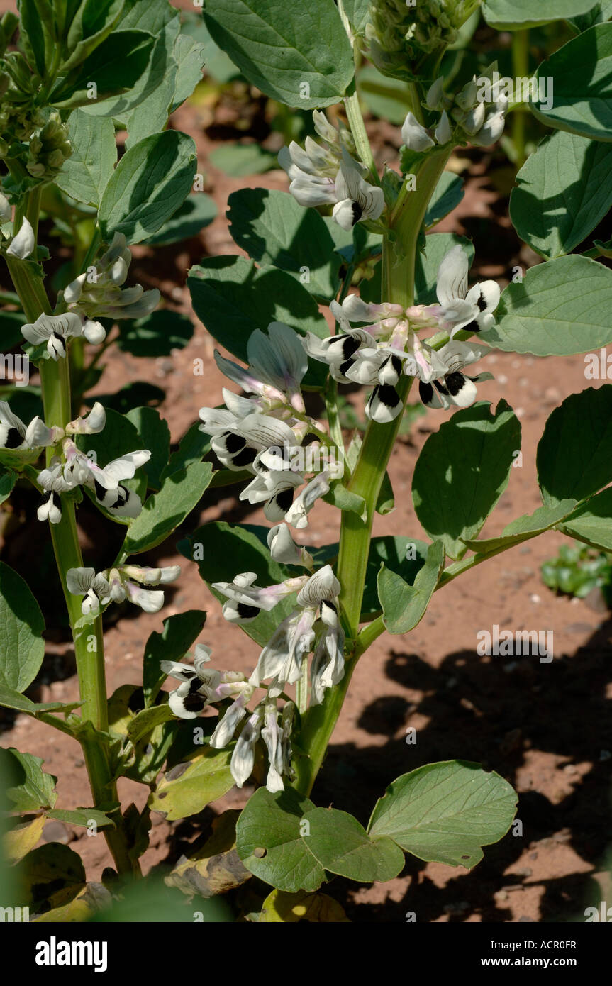 Field bean variety Wizard short plant with white flowers Stock Photo