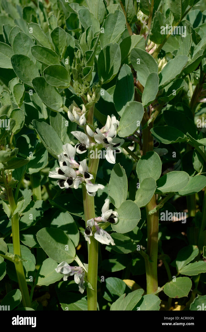 Field bean variety Wizard short plant with white flowers Stock Photo