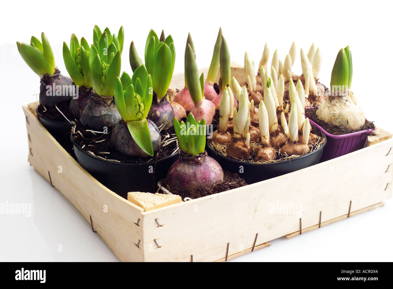 Flower bulbs in wooden box Stock Photo Alamy