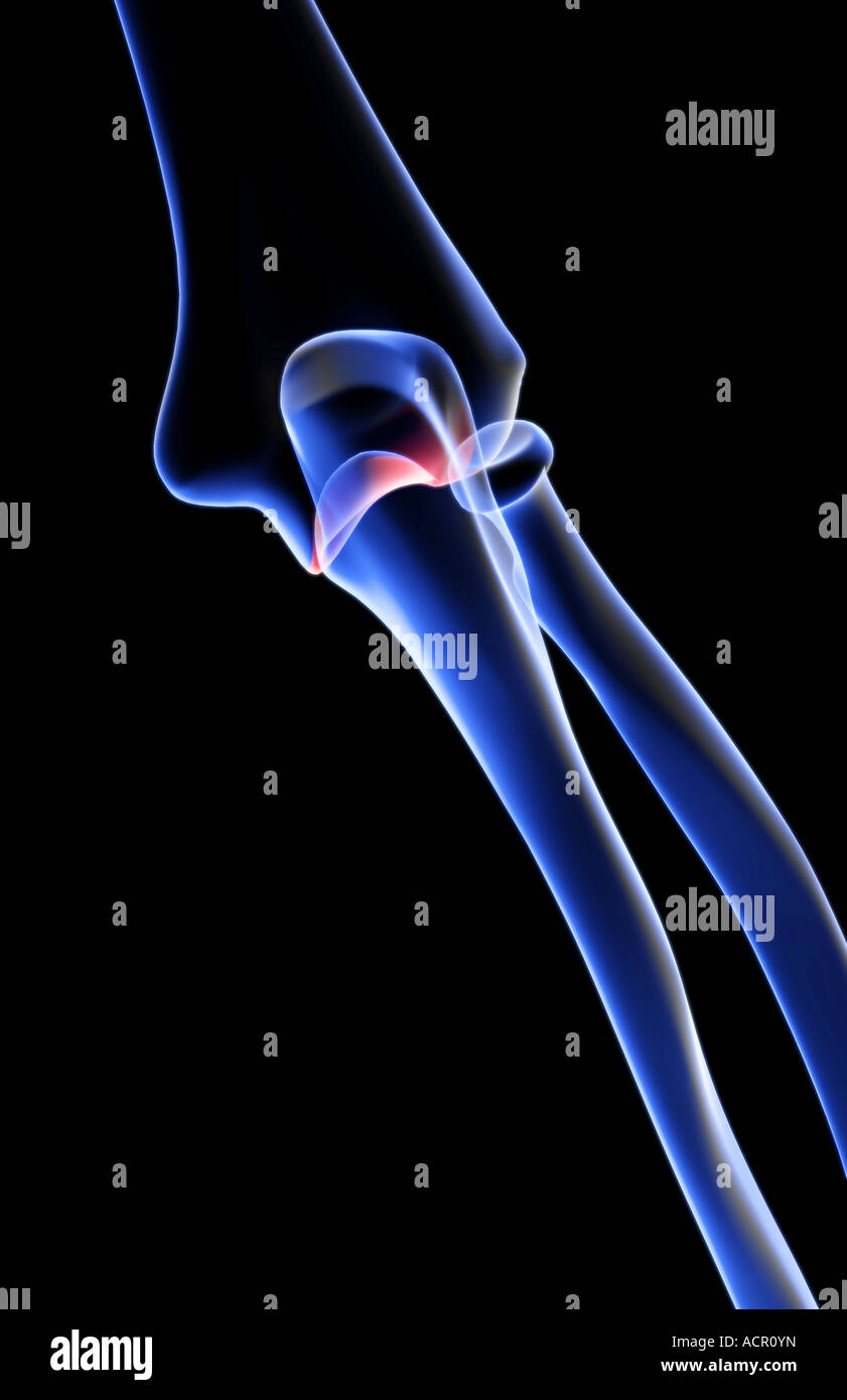 The bones of the elbow Stock Photo - Alamy