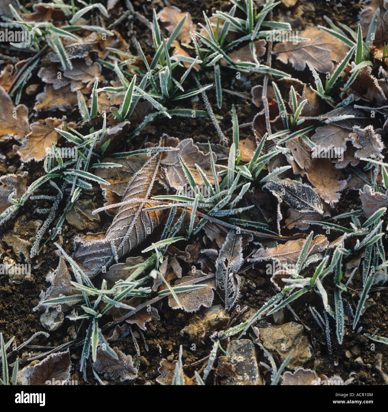 Young seedling barley plants with fallen autumn leaves on a frosty morning Stock Photo