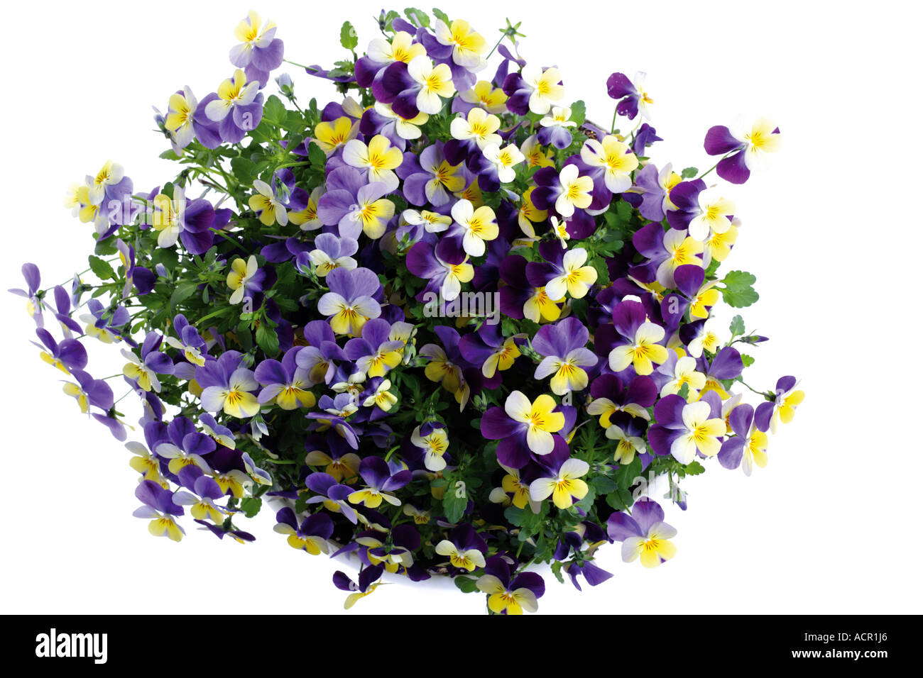 Viola cornuta, elevated view Stock Photo