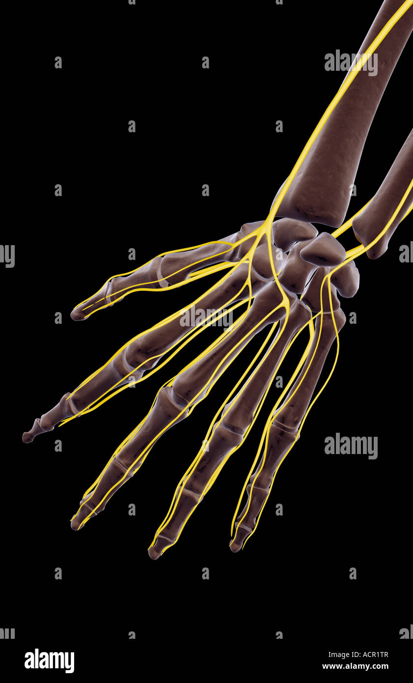 Ulnar Nerve High Resolution Stock Photography and Images - Alamy