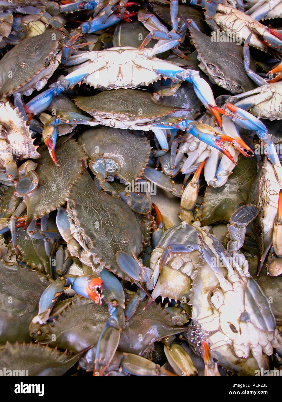 Blue crabs at a chinese seafood market in Vancouver BC Canada Stock