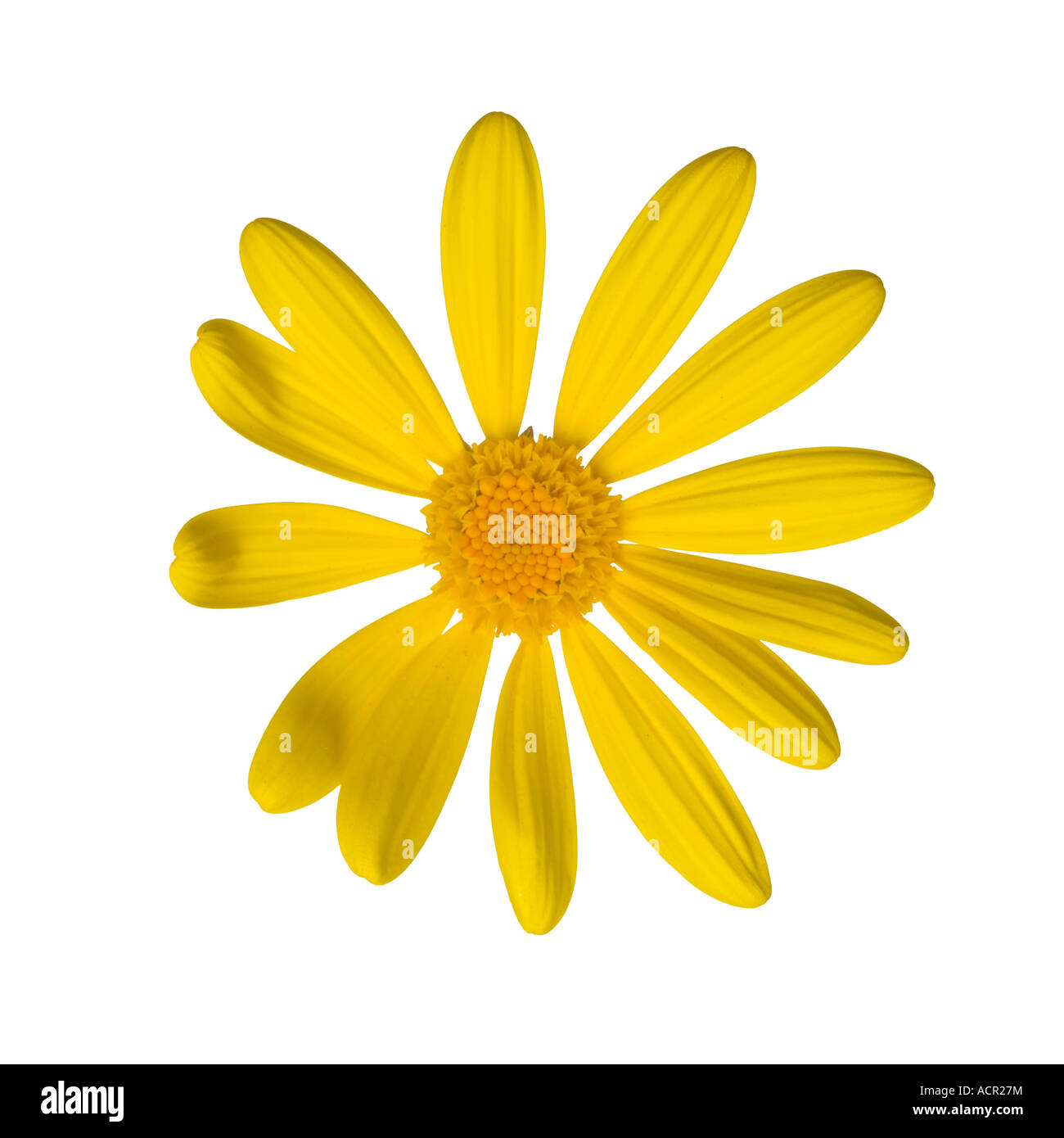 Yellow daisy against a white background Stock Photo - Alamy