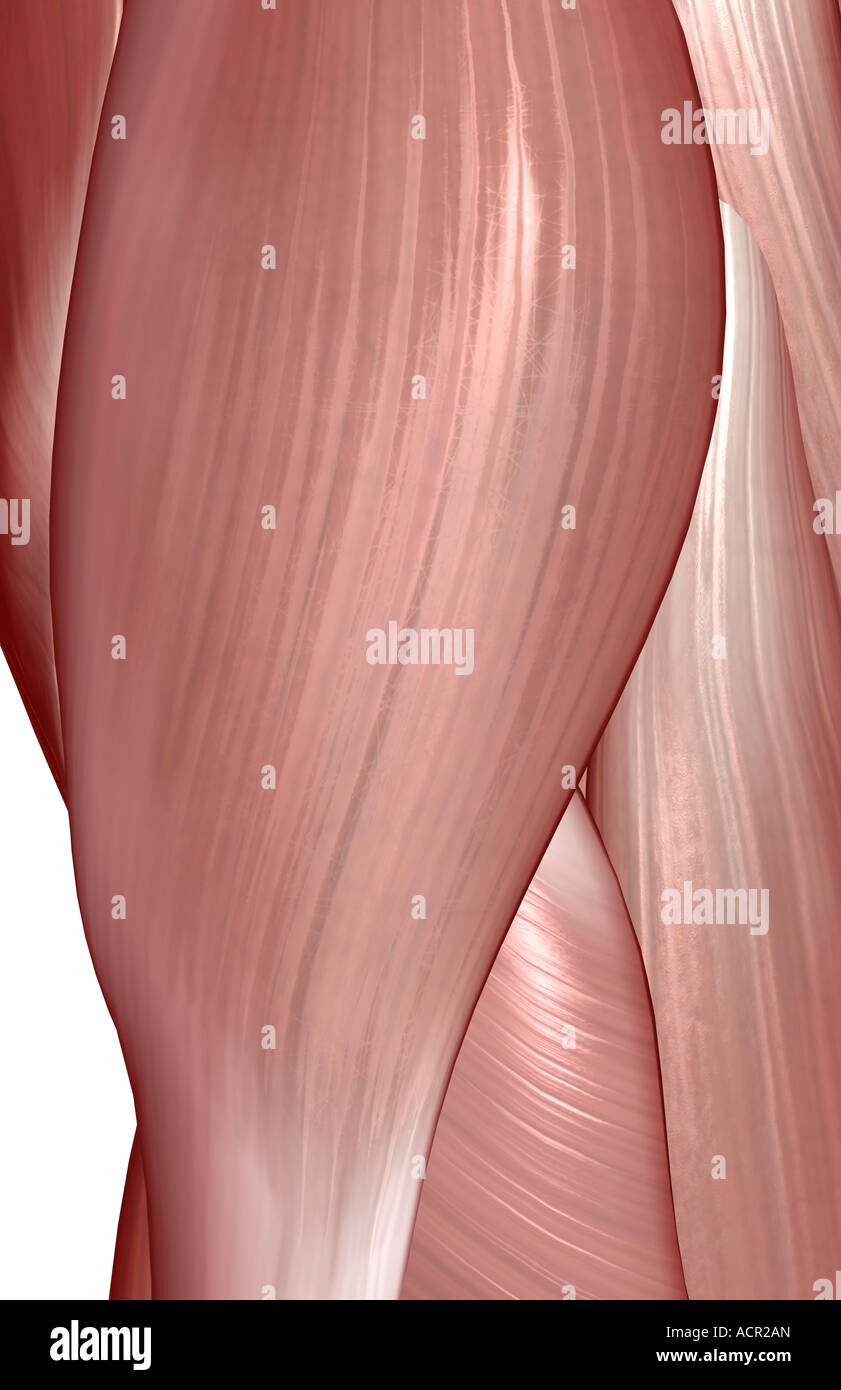 The muscles of the hip Stock Photo