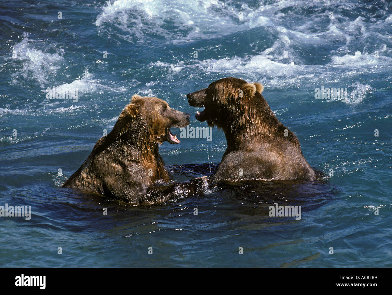 Territorial Fight Alaskan Brown Bears Grizzly McNeil River Alaska Stock Photo
