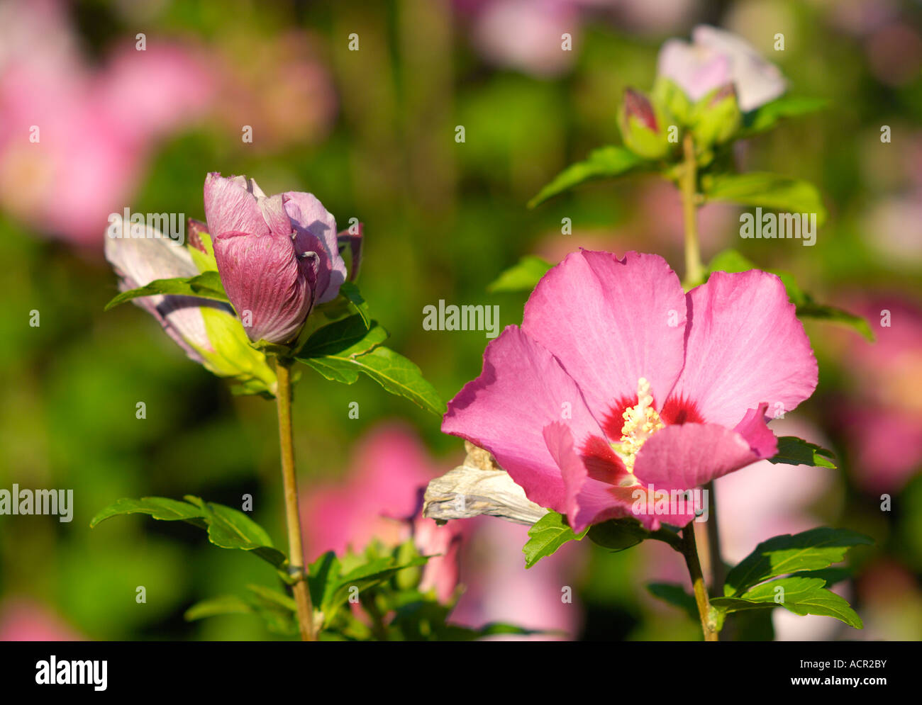 Hibiscus syriacus flowers (Triesen LI Stock Photo - Alamy