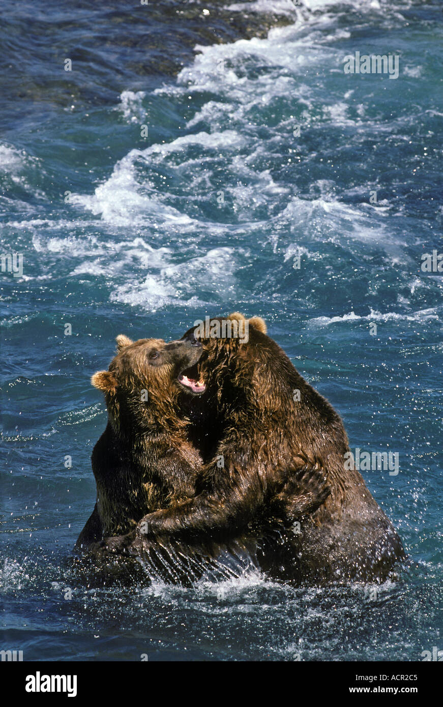 Territorial Fight Alaskan Brown Bears Grizzly McNeil River Alaska Stock Photo