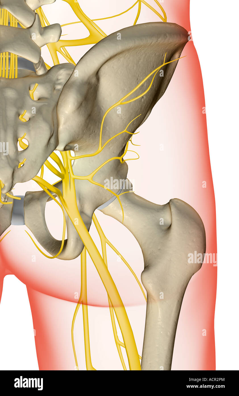 The nerves of the hip Stock Photo Alamy