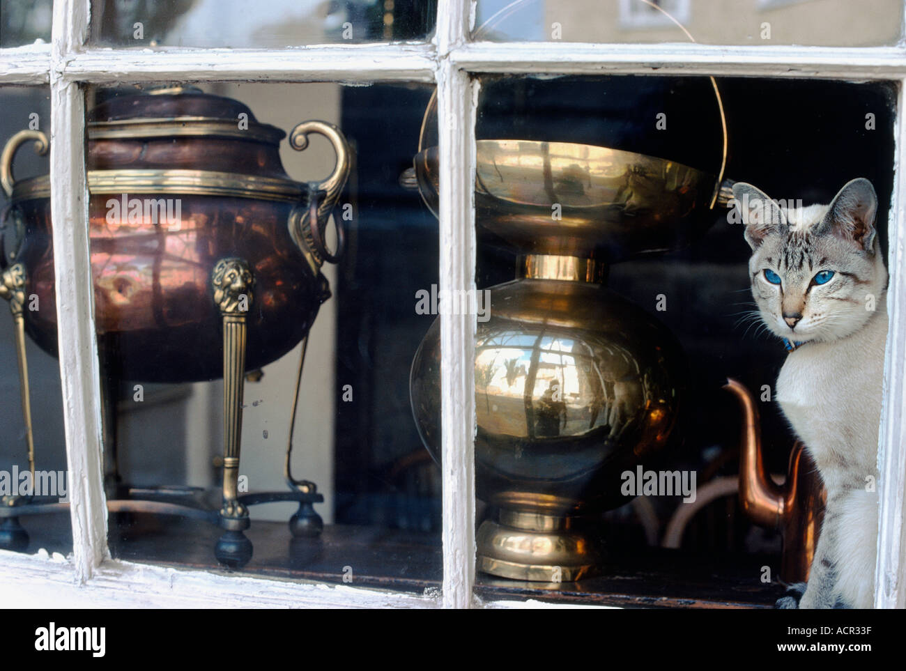 cat in antique shop window rochester kent england uk Stock Photo - Alamy