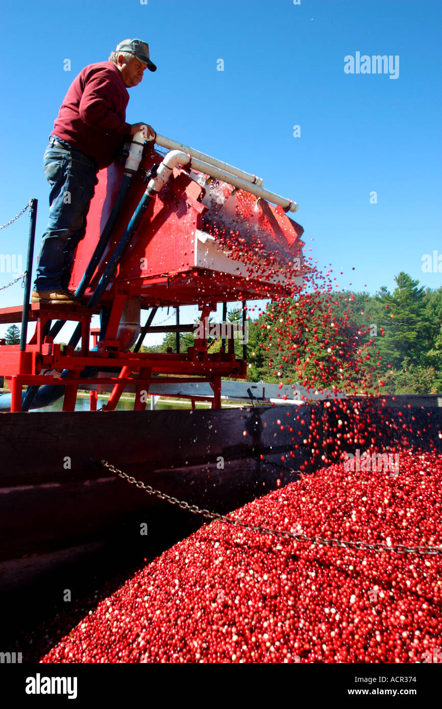 Autumn Cranberry Harvest Carver Massachusetts Stock Photo Alamy
