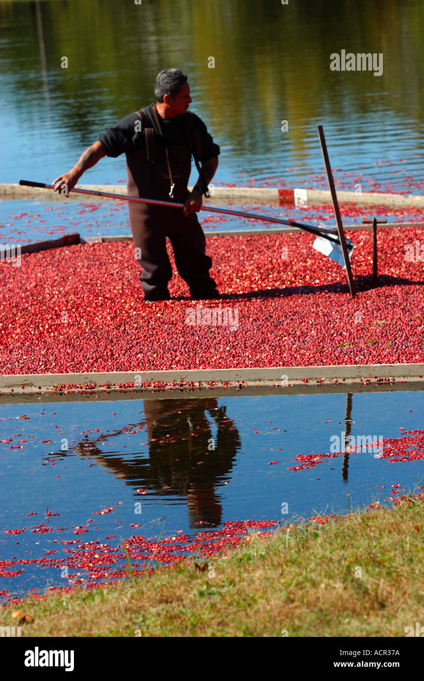 Autumn Cranberry Harvest Carver Massachusetts Stock Photo