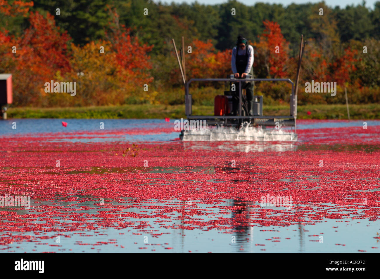 Autumn Cranberry Harvest Carver Massachusetts Stock Photo Alamy