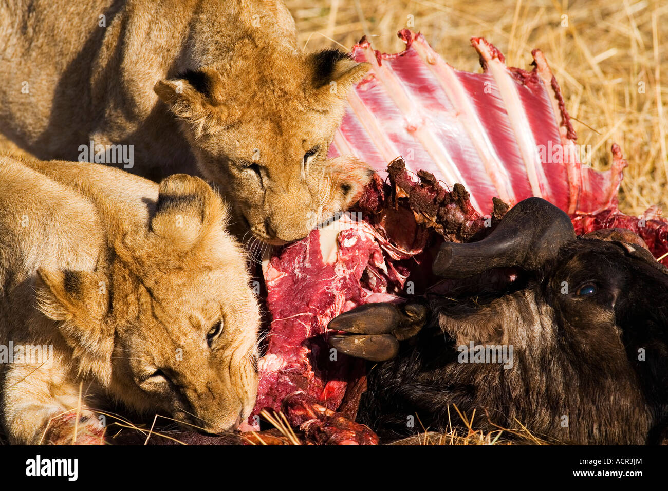 Two lioness cubs eating killed Wildebeest prey in early morning light Masai Maasi Mara National Nature Reserve Kenya East Africa Stock Photo