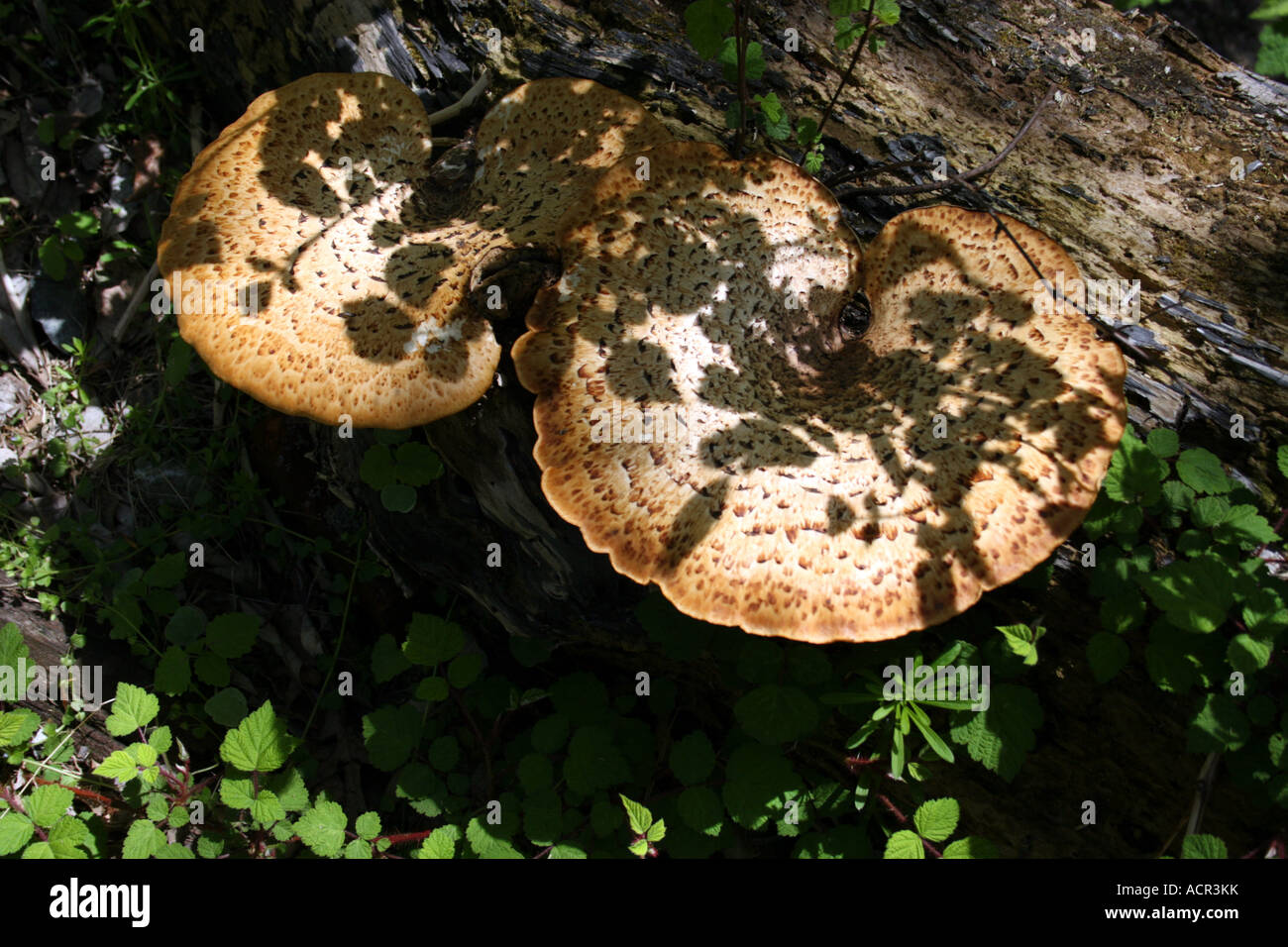 Wild Mushrooms Growing on the side of a Dead Log Stock Photo - Alamy