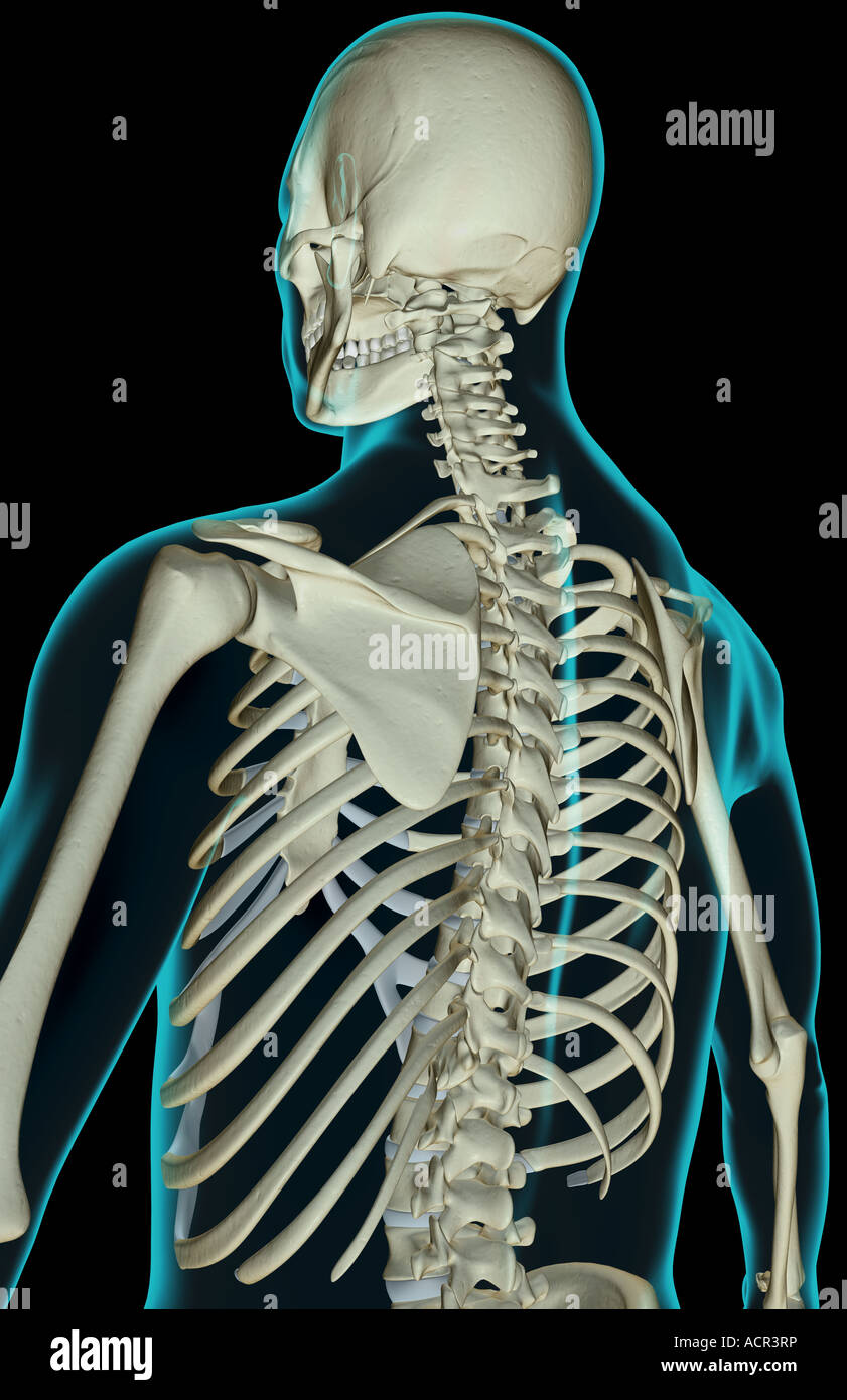 The bones of the upper body Stock Photo Alamy
