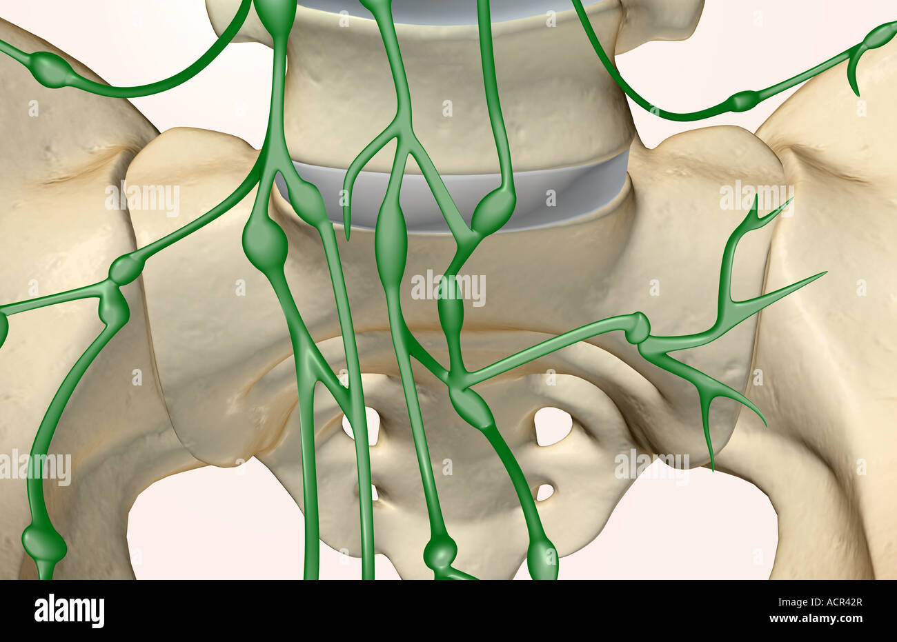 Sacral lymph nodes hi-res stock photography and images - Alamy