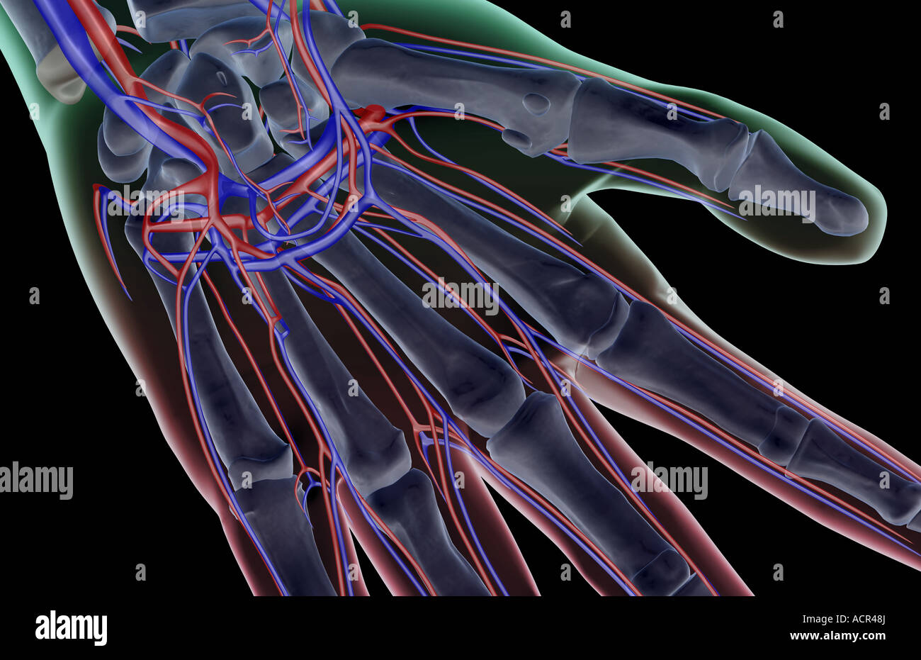 The blood supply of the hand Stock Photo