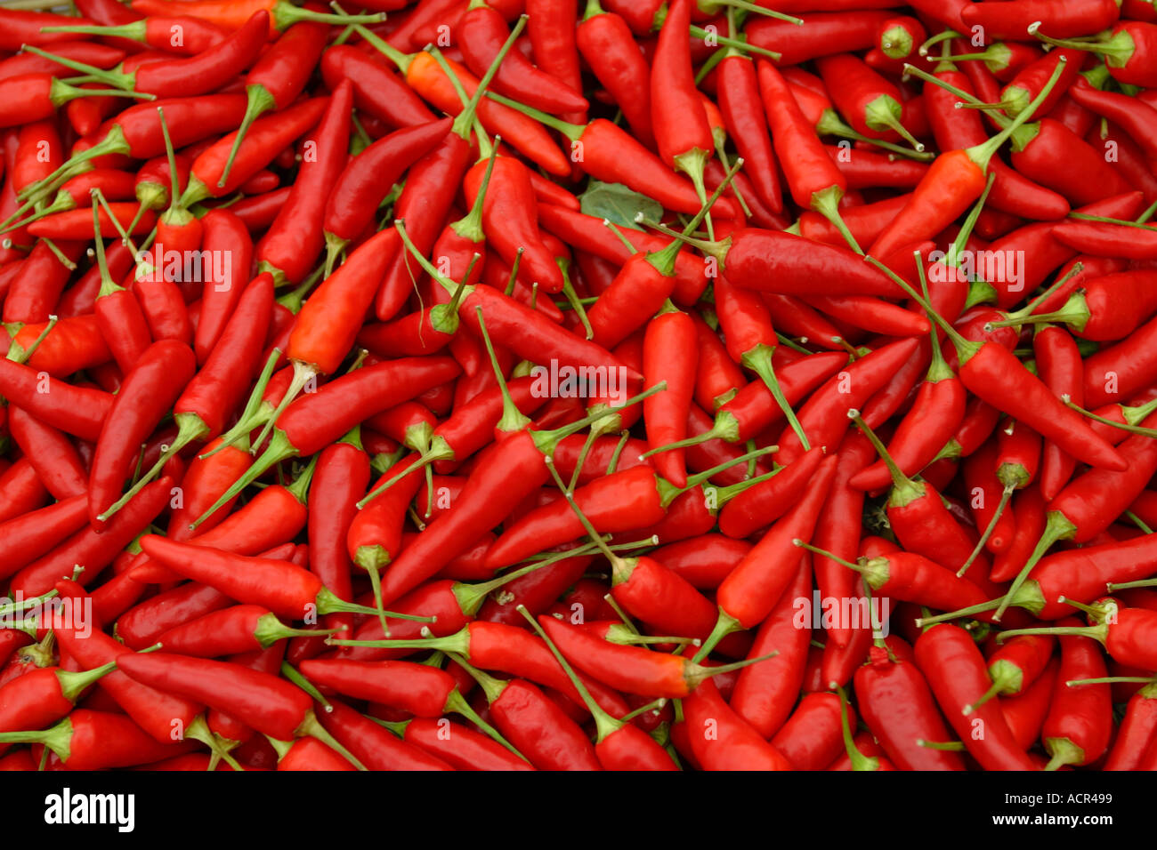 Chili Peppers for Sale at Farm Concord Massachusetts Stock Photo Alamy