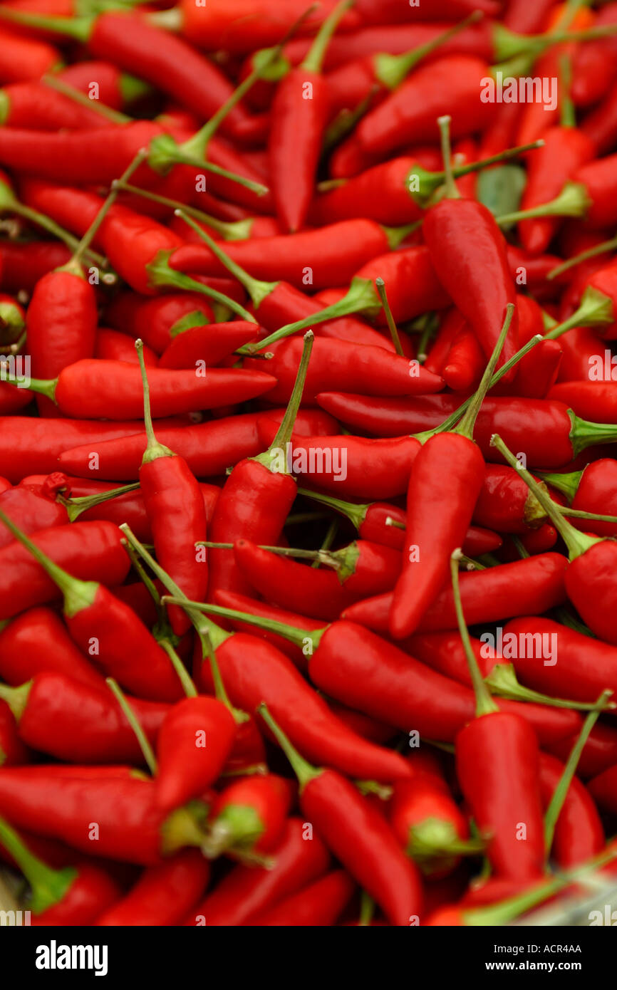 Chili Peppers for Sale at Farm Concord Massachusetts Stock Photo Alamy