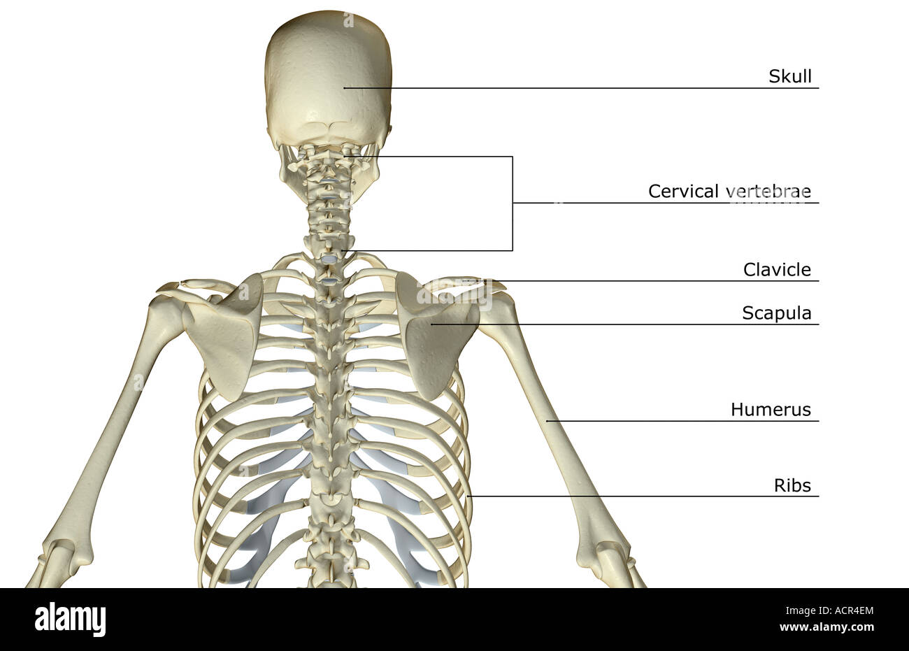 The bones of the upper body Stock Photo: 13213483 - Alamy