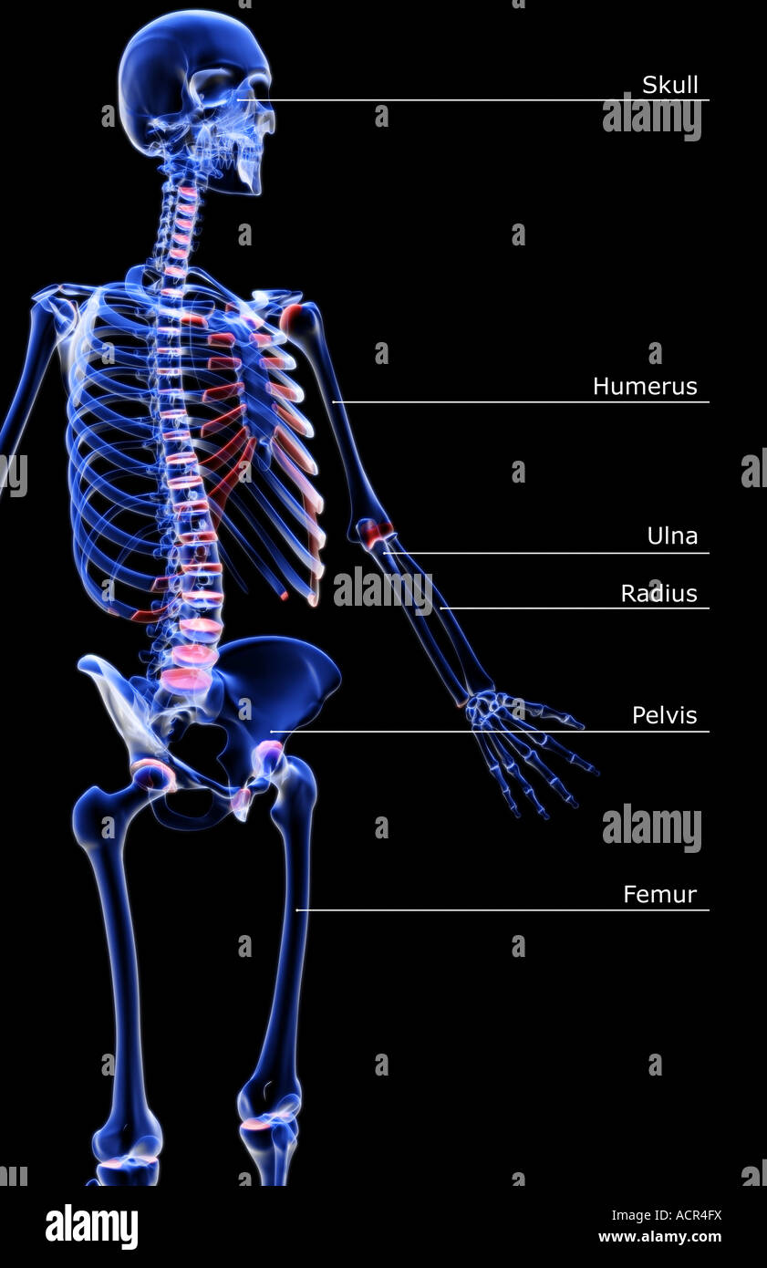 The bones of the upper body Stock Photo Alamy