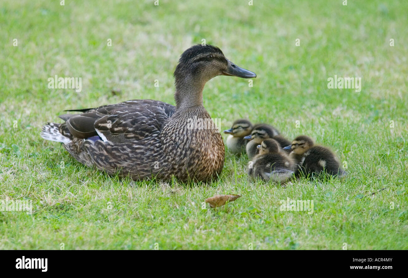 Duck & ducklings Stock Photo