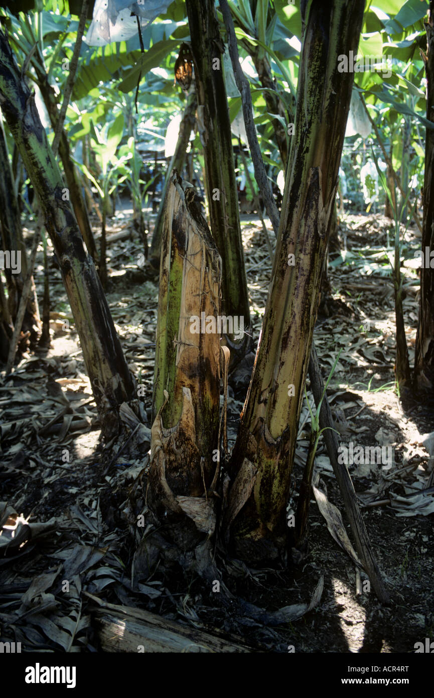 Banana plant growing with cut stem and replacement shoot Philippines Stock Photo