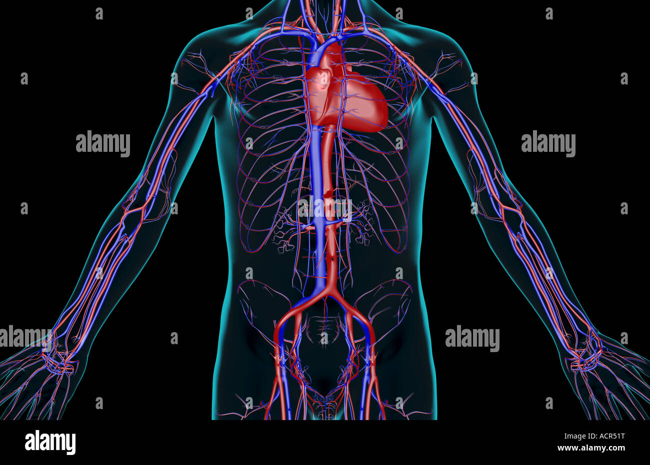 The blood supply of the trunk Stock Photo