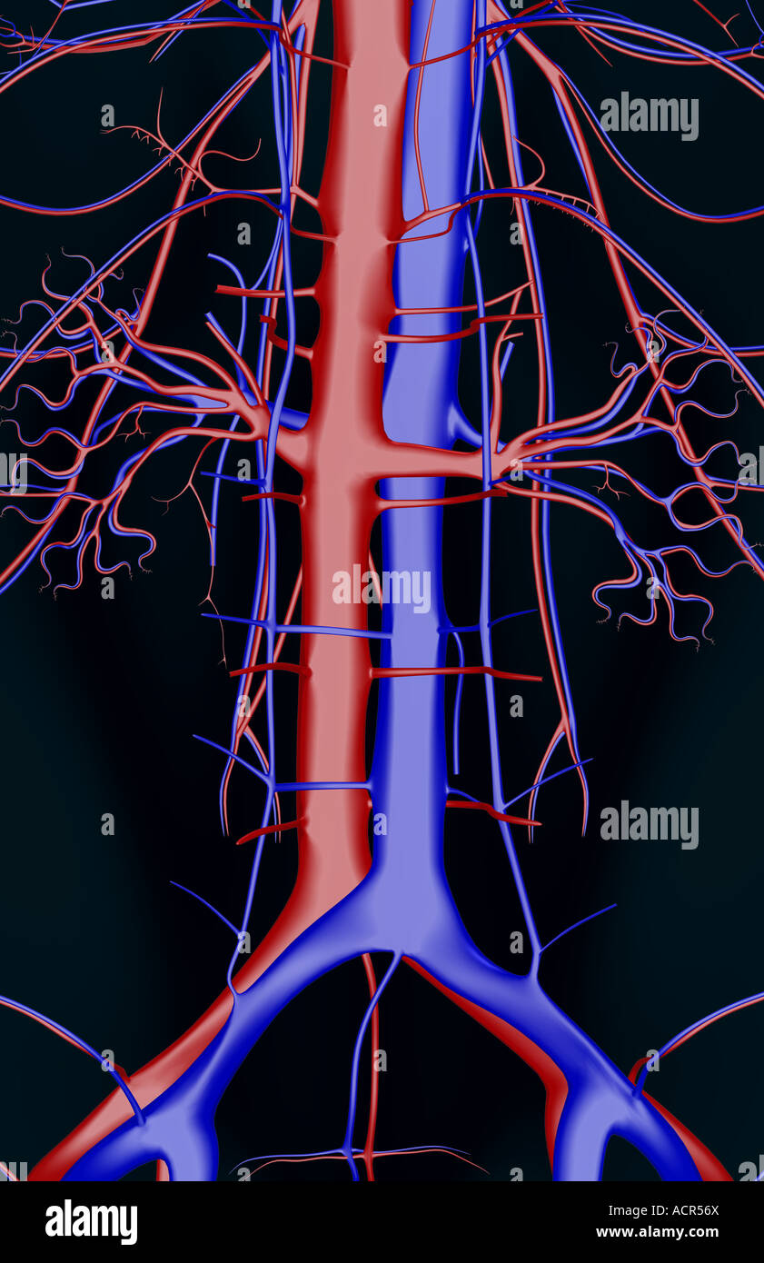 The blood vessels of the lumbar vertebrae Stock Photo