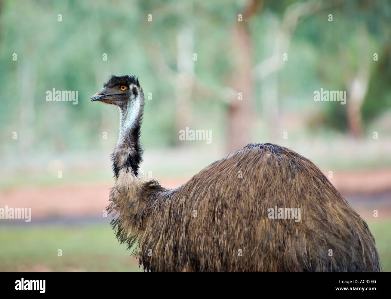 image of an Australian flightless emu in a natural setting (dromaius navaeholandiae) Stock Photo
