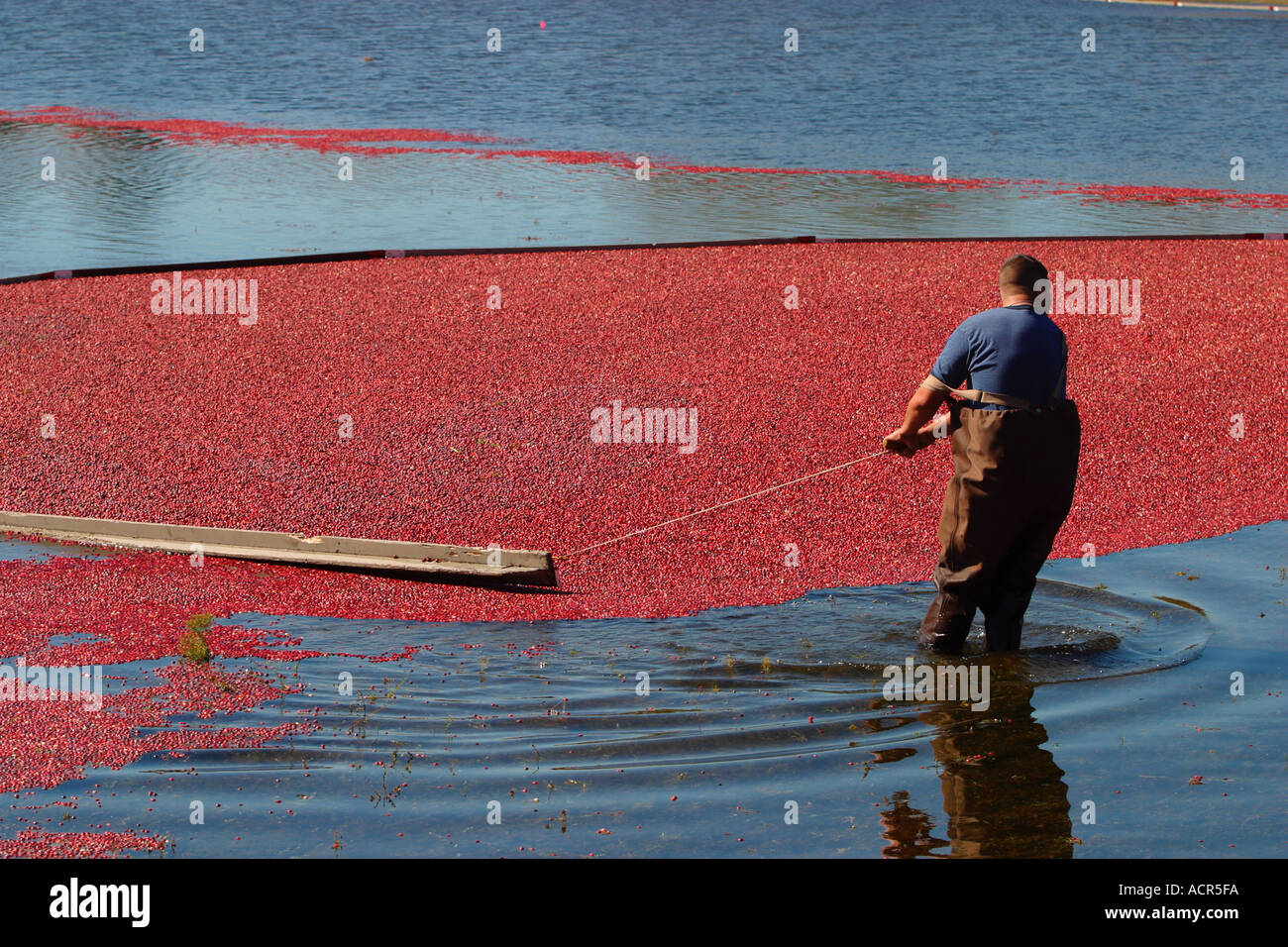Autumn Cranberry Harvest Carver Massachusetts Stock Photo Alamy