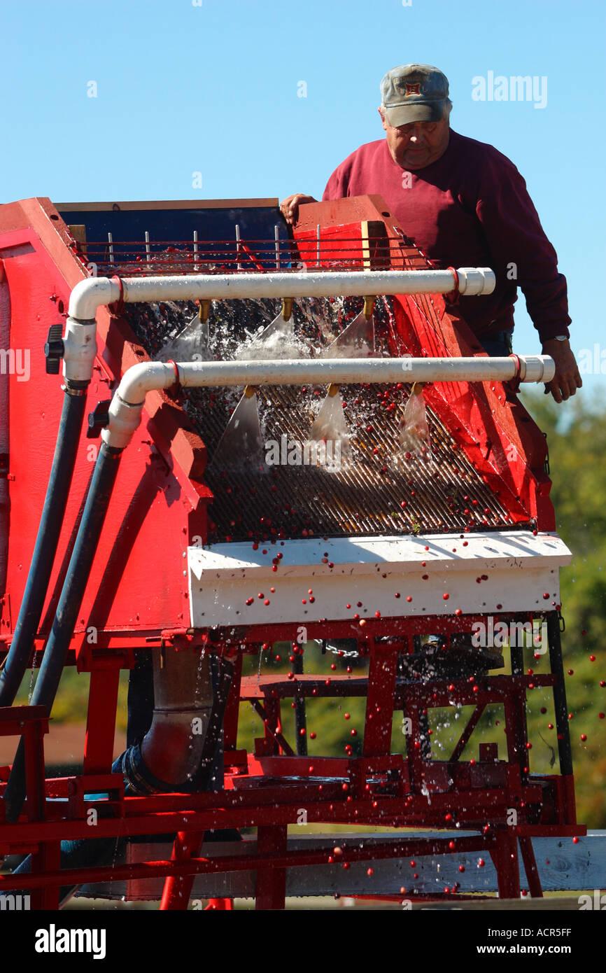 Autumn Cranberry Harvest Carver Massachusetts Stock Photo Alamy