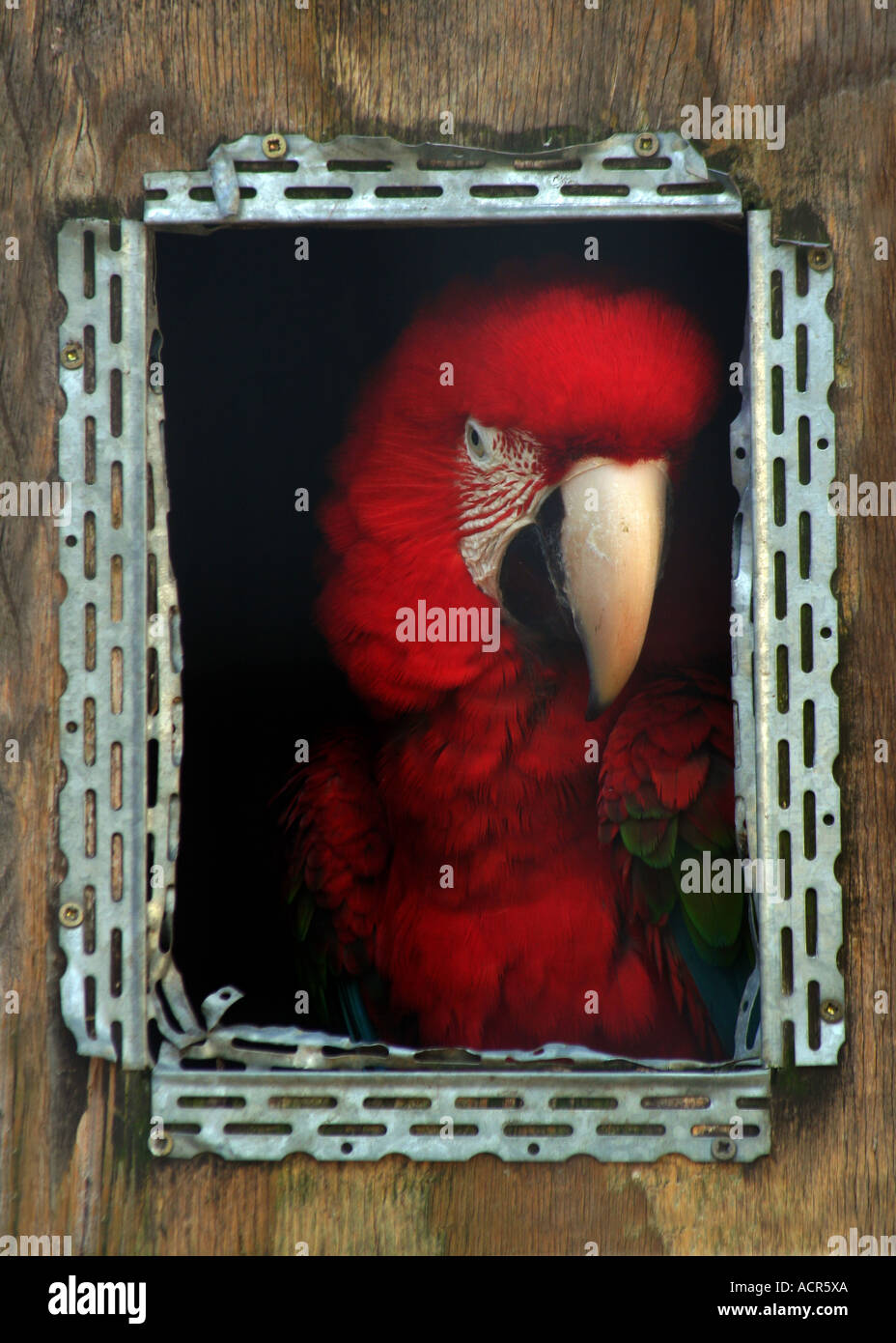 Parrot Portrait Stock Photo