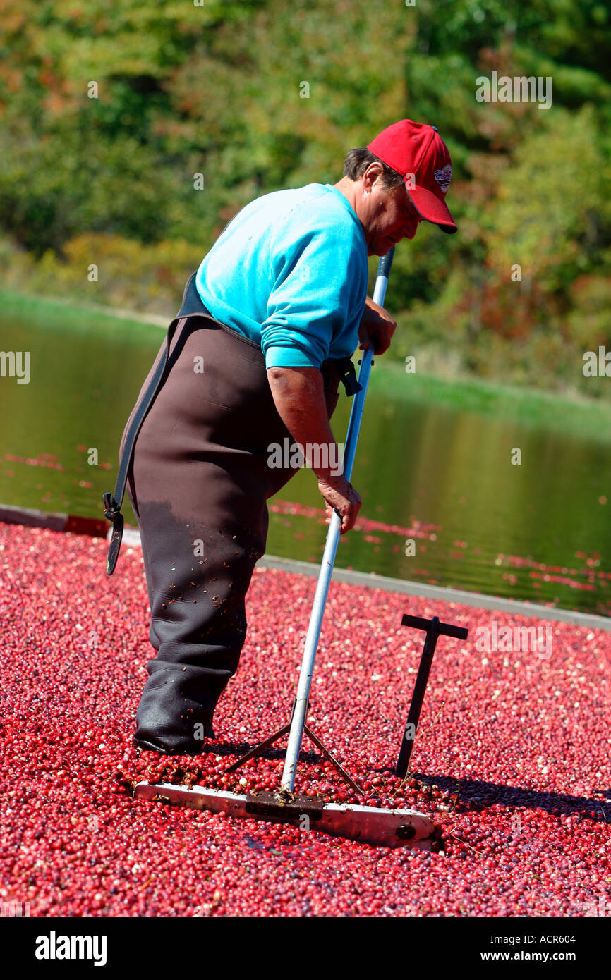 Autumn Cranberry Harvest Carver Massachusetts Stock Photo Alamy