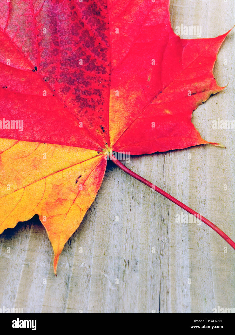 Colors fallen hi-res stock photography and images - Alamy