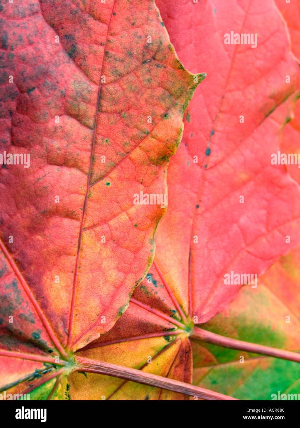 AUTUMN LEAVES Stock Photo