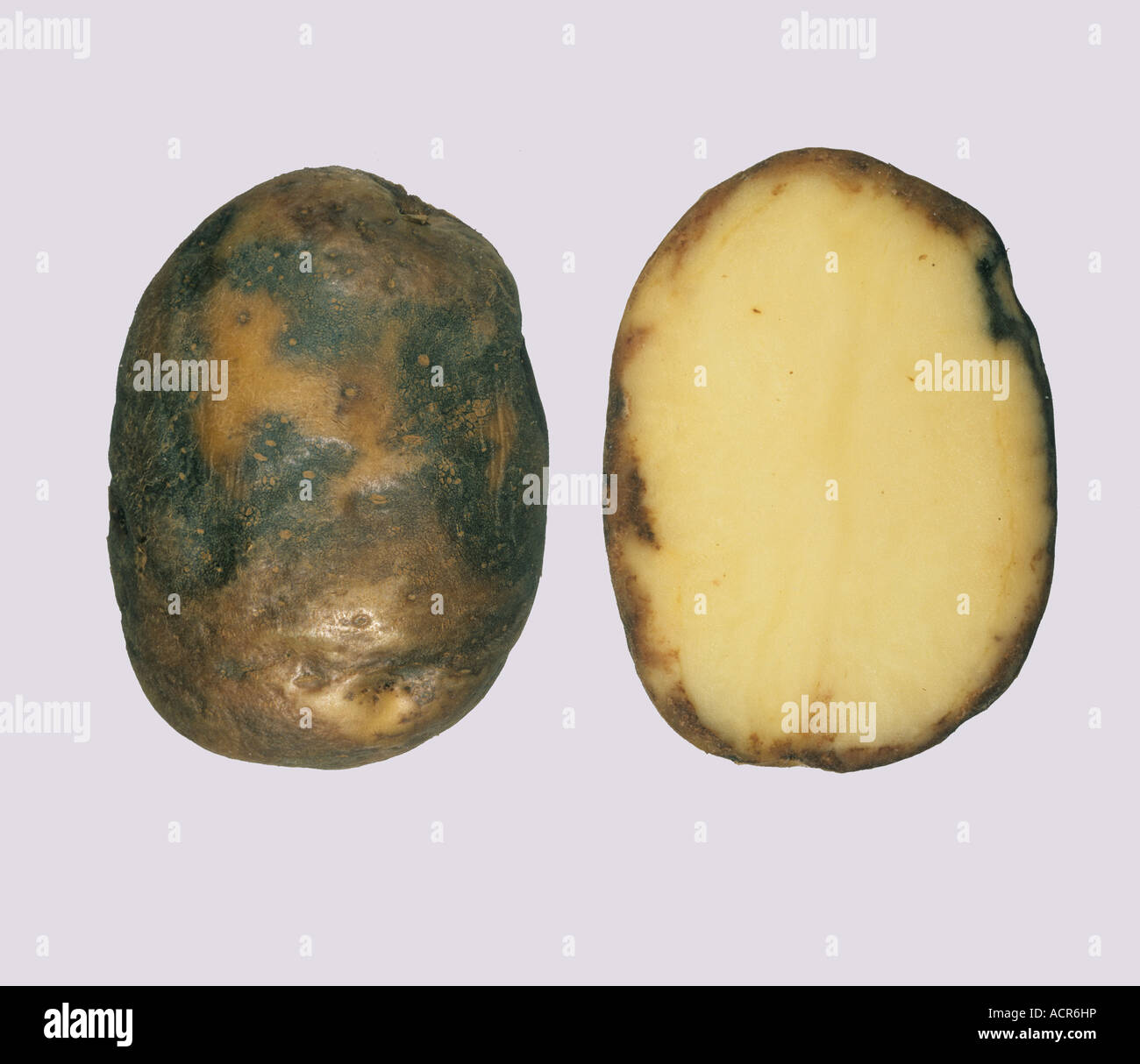 Potato late blight Phytophthora infestans external symptoms and section through potato tuber Stock Photo