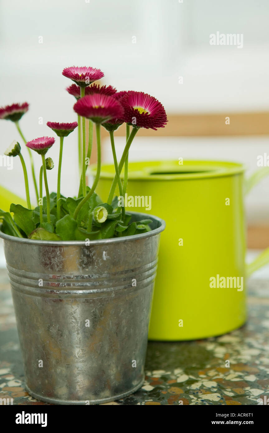 Red daisies and yellow watering can, still life Stock Photo Alamy