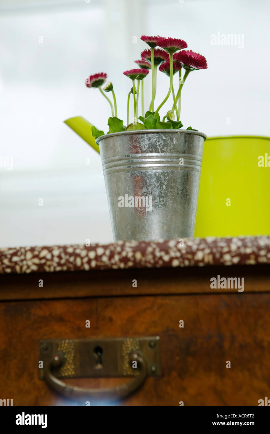 Red daisies and yellow watering can, still life Stock Photo