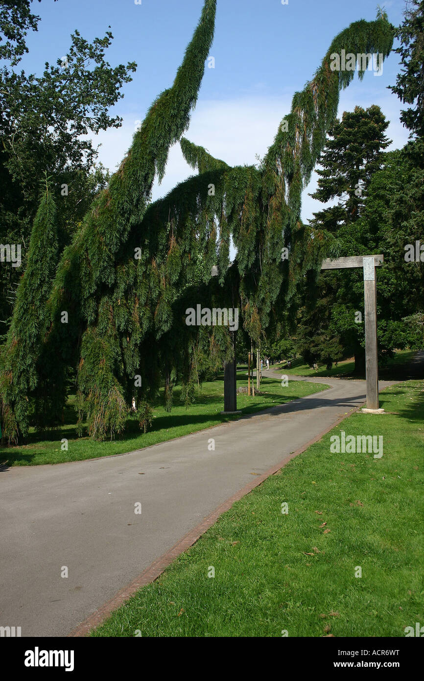 Truss built to support wayward branches of 100 year old tree Roath Park ...