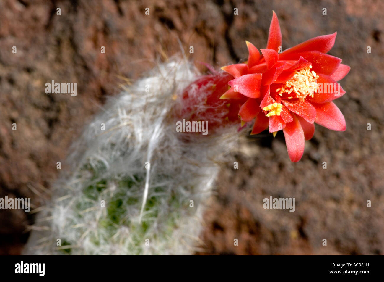 Red flowering cactus Stock Photo