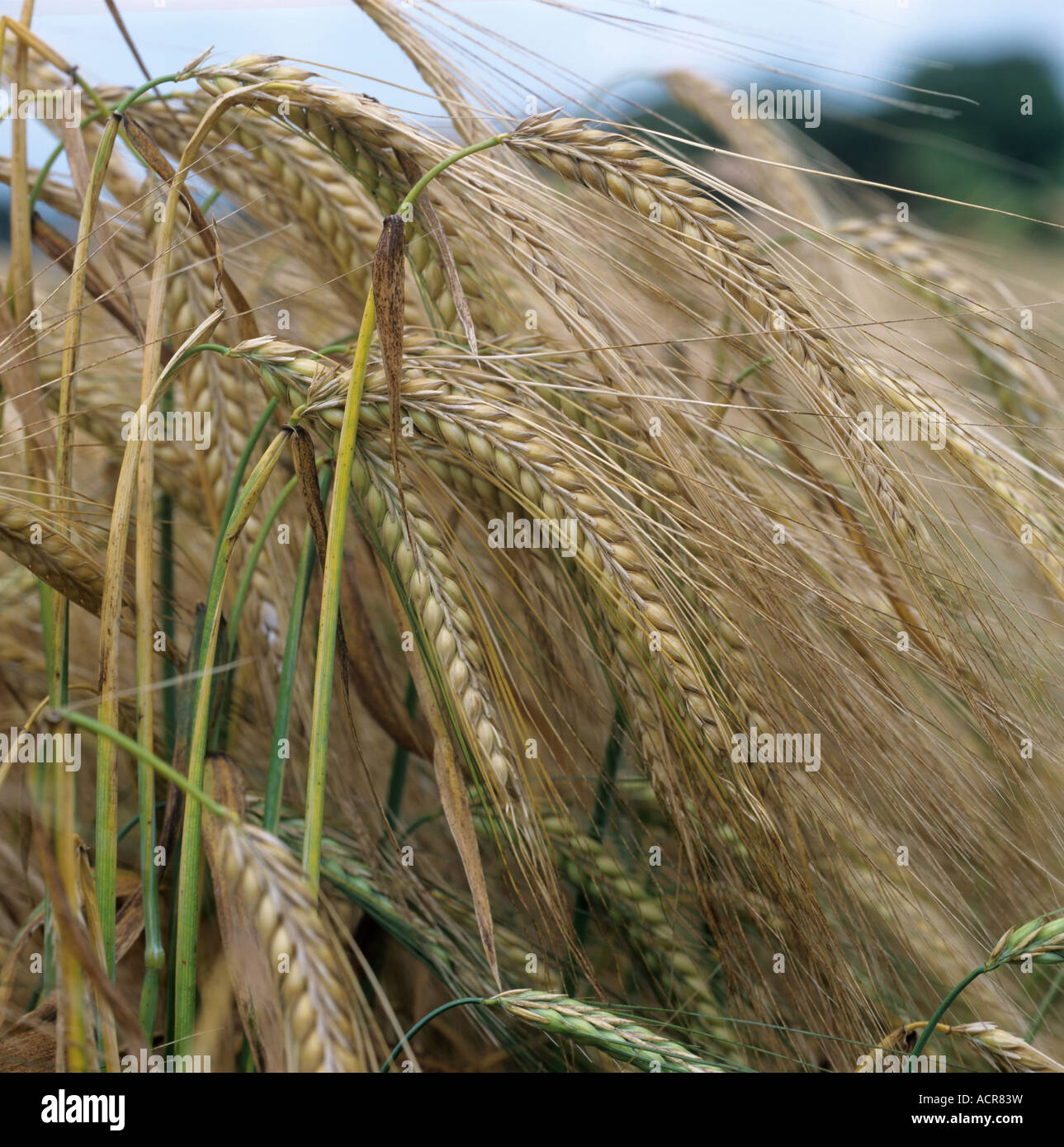 Ripening two row barley ears Stock Photo