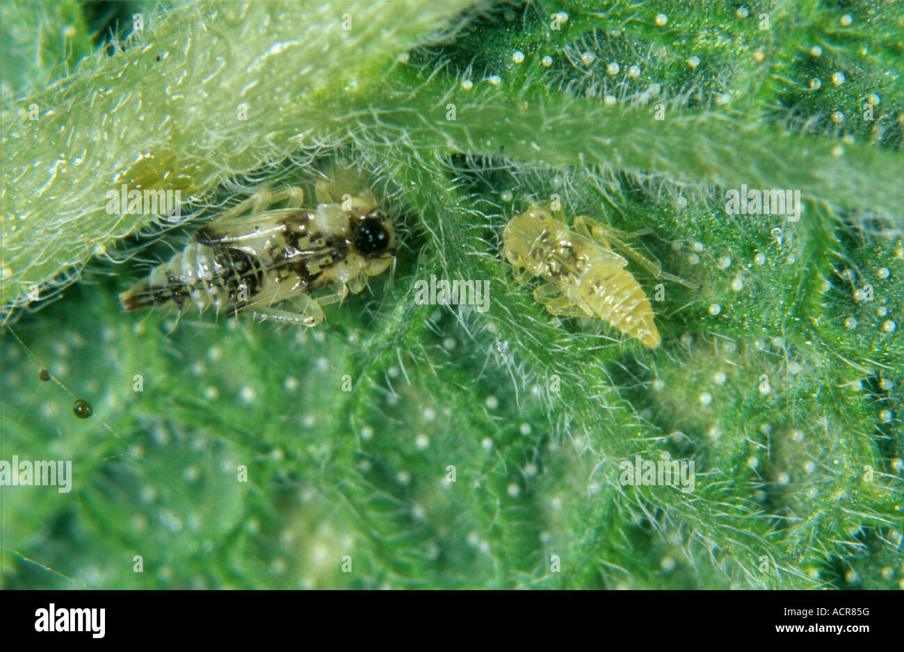Chrysanthemum leafhopper Eupteryx melissae nymphs on a sage leaf Stock Photo