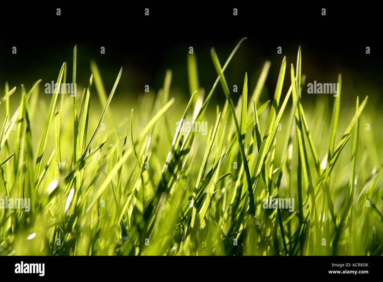 Blades fresh green grass hi-res stock photography and images - Alamy