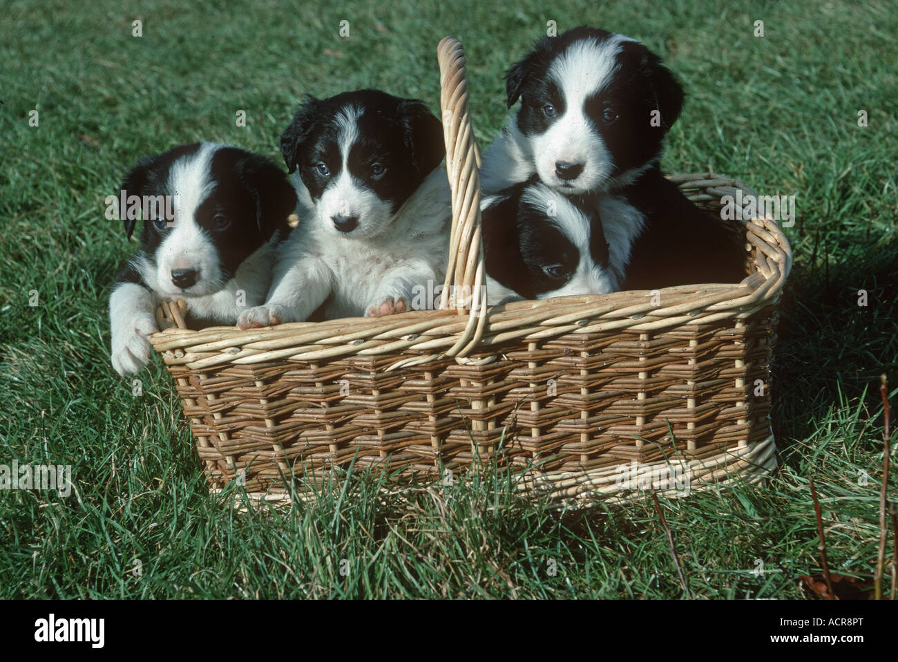 Young black and white sheep dog border collie puppies in shopping basket Cotswolds UK Stock Photo