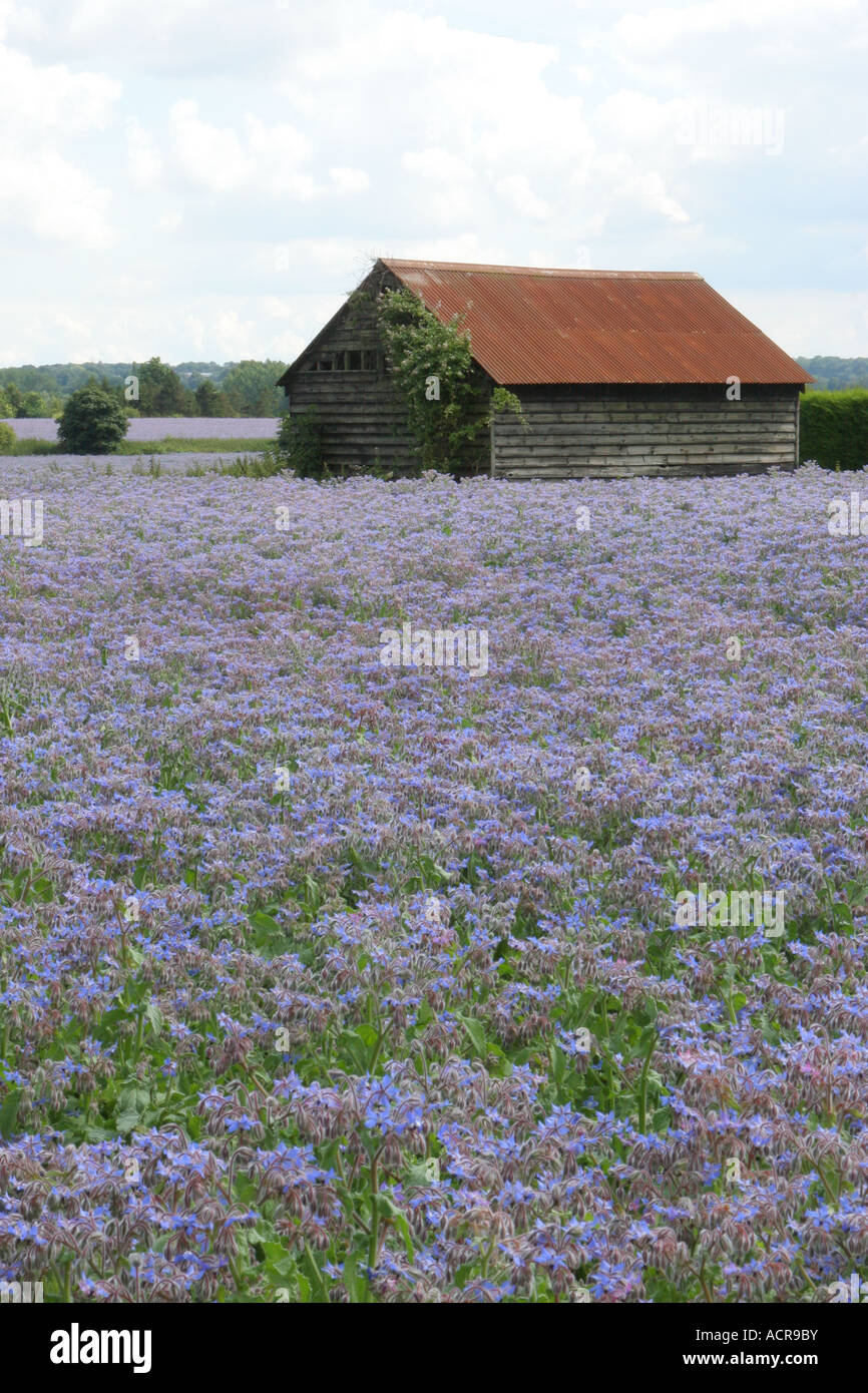Barn in field of Linseed oil plants Stock Photo Alamy