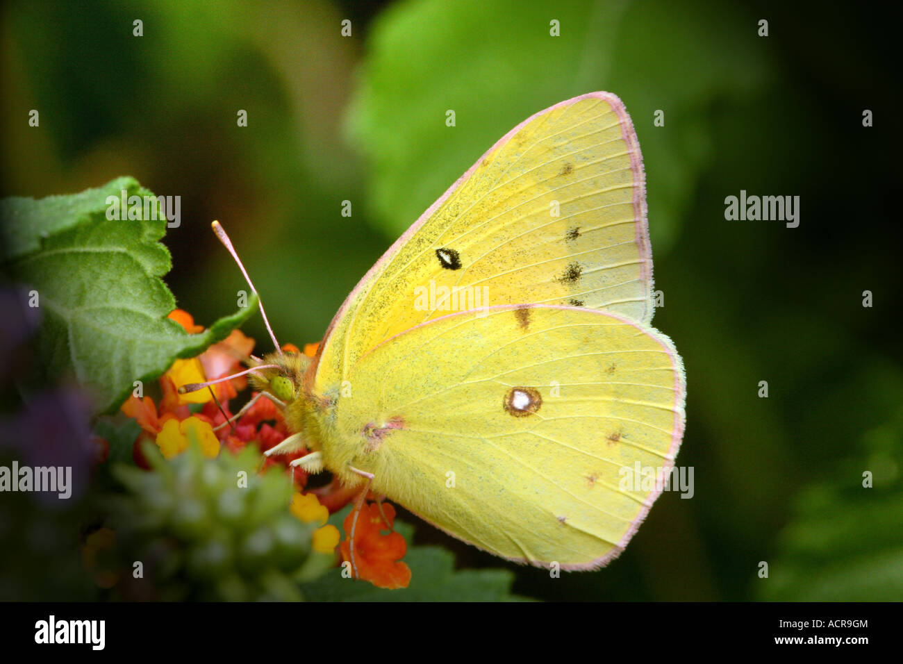 Closeup of yellow Clouded Sulphur Butterfly Stock Photo