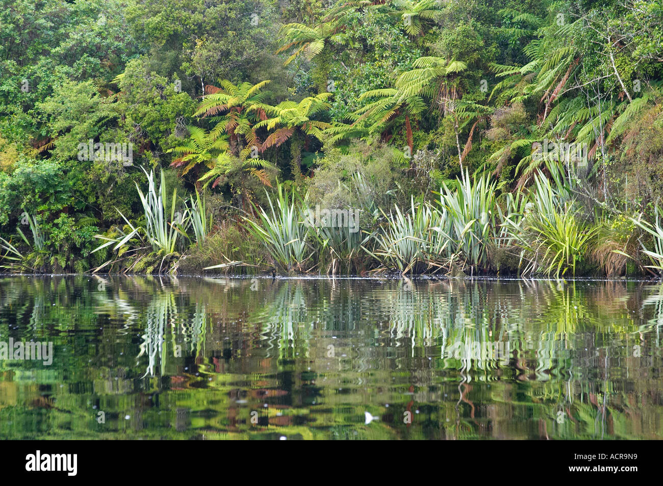 Reflections in Moeraki River by Lake Moeraki West Coast South Island New Zealand Stock Photo